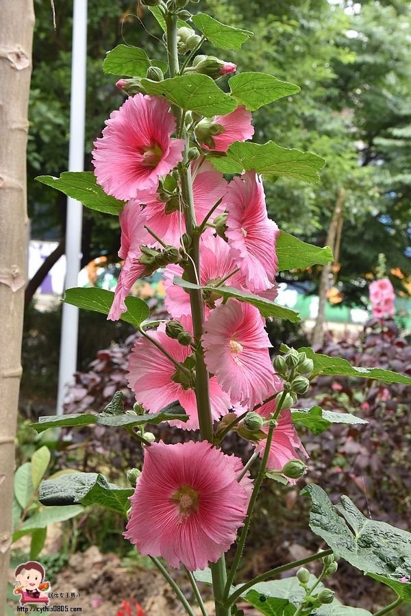 桃園中壢景點-吉林路九重葛小公園-免費九重葛爆炸盛開，IG熱門打卡點 @民宿女王芽月-美食.旅遊.全台趴趴走