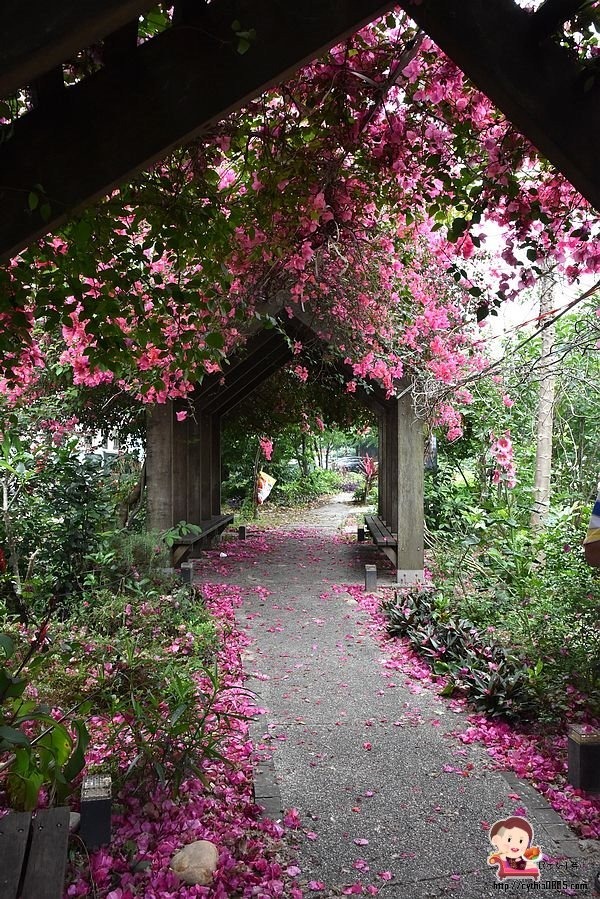 桃園中壢景點-吉林路九重葛小公園-免費九重葛爆炸盛開，IG熱門打卡點 @民宿女王芽月-美食.旅遊.全台趴趴走