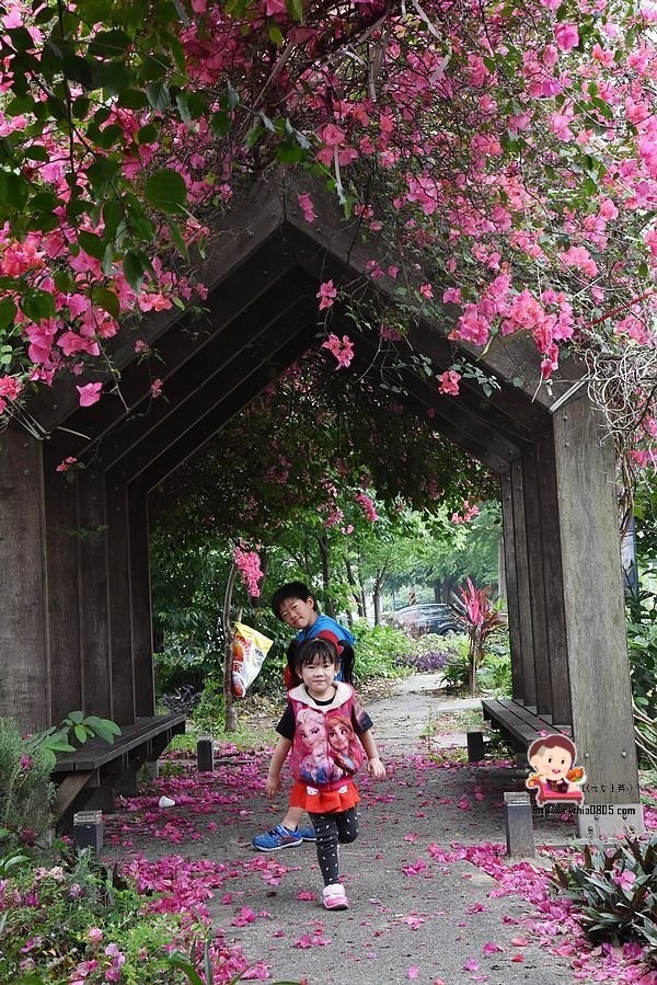 桃園中壢景點-吉林路九重葛小公園-免費九重葛爆炸盛開，IG熱門打卡點 @民宿女王芽月-美食.旅遊.全台趴趴走