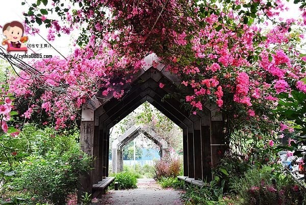 桃園中壢景點-吉林路九重葛小公園-免費九重葛爆炸盛開，IG熱門打卡點 @民宿女王芽月-美食.旅遊.全台趴趴走