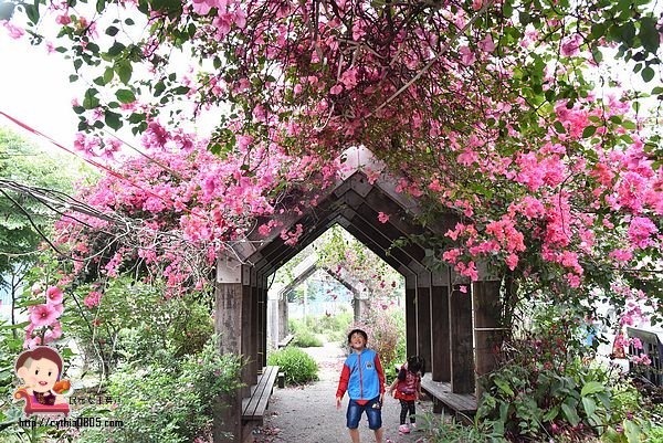 桃園中壢景點-吉林路九重葛小公園-免費九重葛爆炸盛開，IG熱門打卡點 @民宿女王芽月-美食.旅遊.全台趴趴走