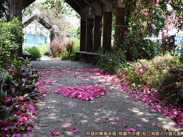 松江南路小花園18-桃紅色的落花遍地.JPG