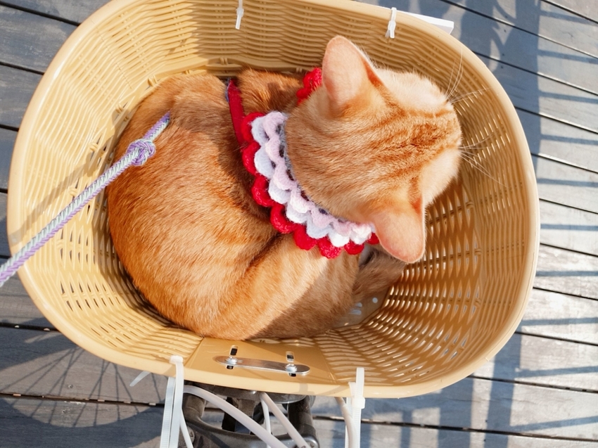 246751.jpg - 【台中.神岡區】潭雅神綠園道自行車。推逍遙鐵馬租車店。有親子車可載中型犬+協力車超好騎上坡都沒問題