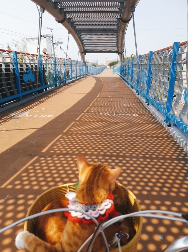 246773.jpg - 【台中.神岡區】潭雅神綠園道自行車。推逍遙鐵馬租車店。有親子車可載中型犬+協力車超好騎上坡都沒問題