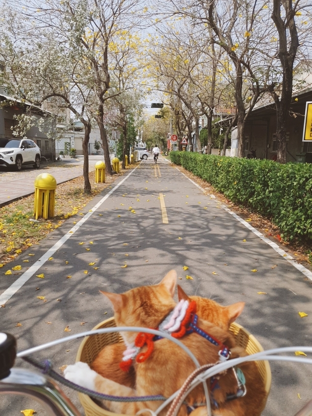 246778.jpg - 【台中.神岡區】潭雅神綠園道自行車。推逍遙鐵馬租車店。有親子車可載中型犬+協力車超好騎上坡都沒問題