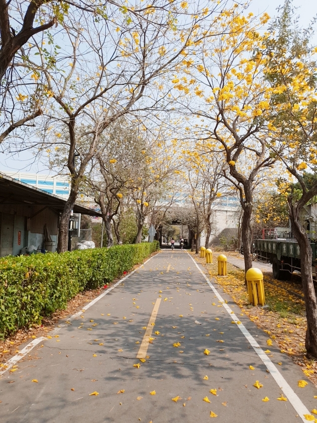 246753.jpg - 【台中.神岡區】潭雅神綠園道自行車。推逍遙鐵馬租車店。有親子車可載中型犬+協力車超好騎上坡都沒問題