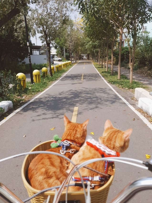 246775.jpg - 【台中.神岡區】潭雅神綠園道自行車。推逍遙鐵馬租車店。有親子車可載中型犬+協力車超好騎上坡都沒問題