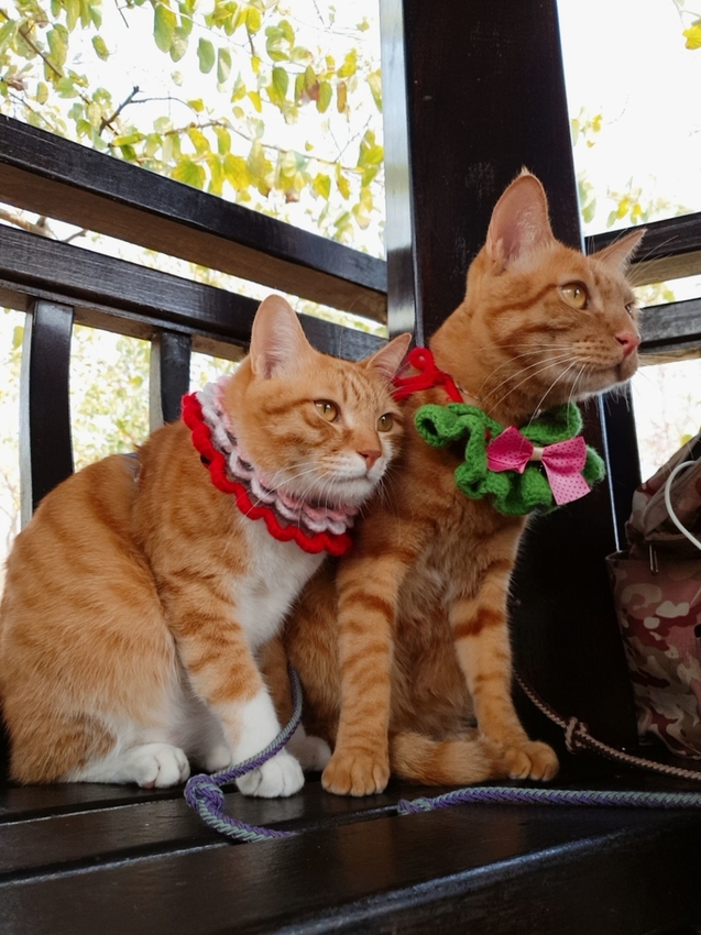 246745.jpg - 【台中.神岡區】潭雅神綠園道自行車。推逍遙鐵馬租車店。有親子車可載中型犬+協力車超好騎上坡都沒問題