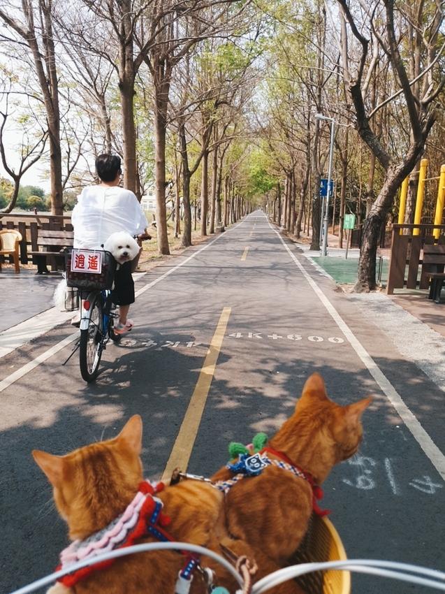 246771.jpg - 【台中.神岡區】潭雅神綠園道自行車。推逍遙鐵馬租車店。有親子車可載中型犬+協力車超好騎上坡都沒問題