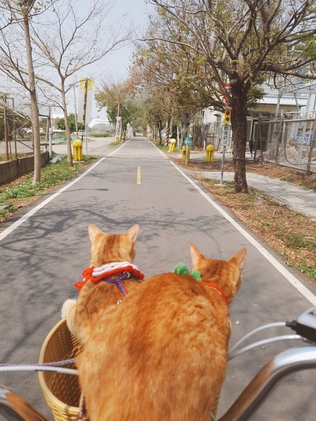 246779.jpg - 【台中.神岡區】潭雅神綠園道自行車。推逍遙鐵馬租車店。有親子車可載中型犬+協力車超好騎上坡都沒問題