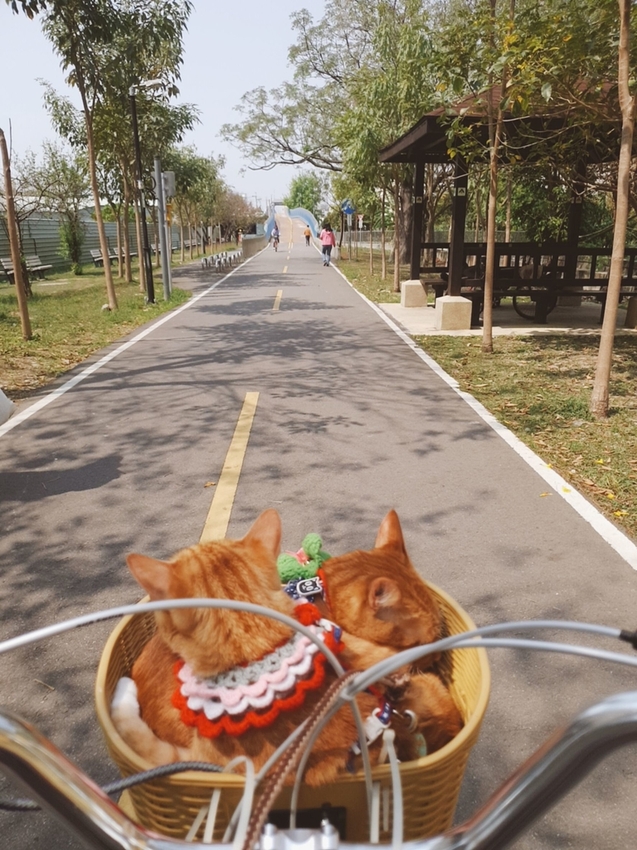 246774.jpg - 【台中.神岡區】潭雅神綠園道自行車。推逍遙鐵馬租車店。有親子車可載中型犬+協力車超好騎上坡都沒問題