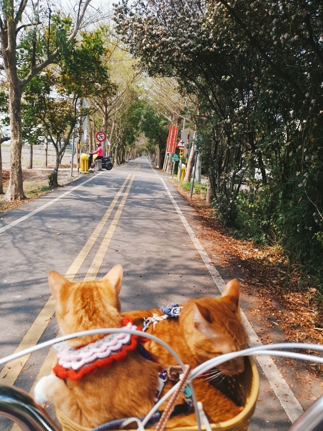 246765.jpg - 【台中.神岡區】潭雅神綠園道自行車。推逍遙鐵馬租車店。有親子車可載中型犬+協力車超好騎上坡都沒問題