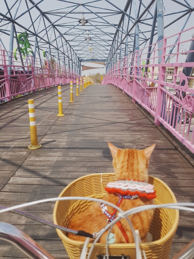 246780.jpg - 【台中.神岡區】潭雅神綠園道自行車。推逍遙鐵馬租車店。有親子車可載中型犬+協力車超好騎上坡都沒問題