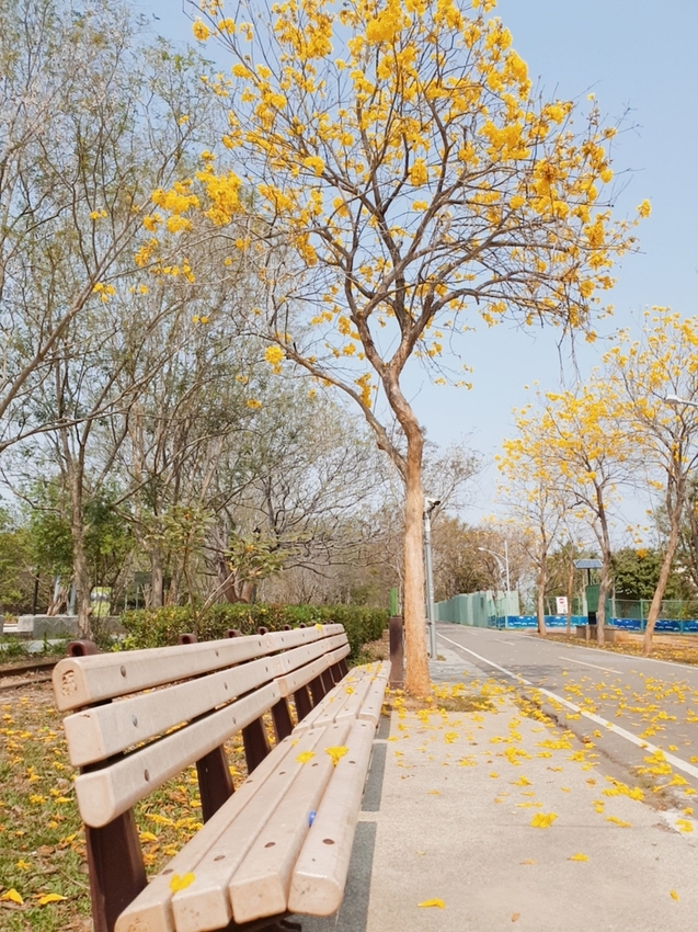 246756.jpg - 【台中.神岡區】潭雅神綠園道自行車。推逍遙鐵馬租車店。有親子車可載中型犬+協力車超好騎上坡都沒問題