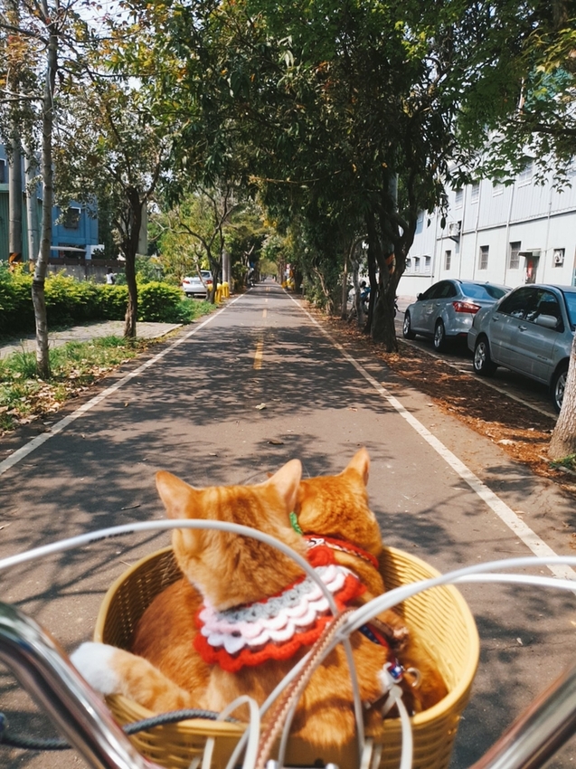 246772.jpg - 【台中.神岡區】潭雅神綠園道自行車。推逍遙鐵馬租車店。有親子車可載中型犬+協力車超好騎上坡都沒問題