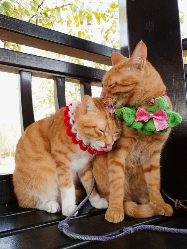 246744.jpg - 【台中.神岡區】潭雅神綠園道自行車。推逍遙鐵馬租車店。有親子車可載中型犬+協力車超好騎上坡都沒問題