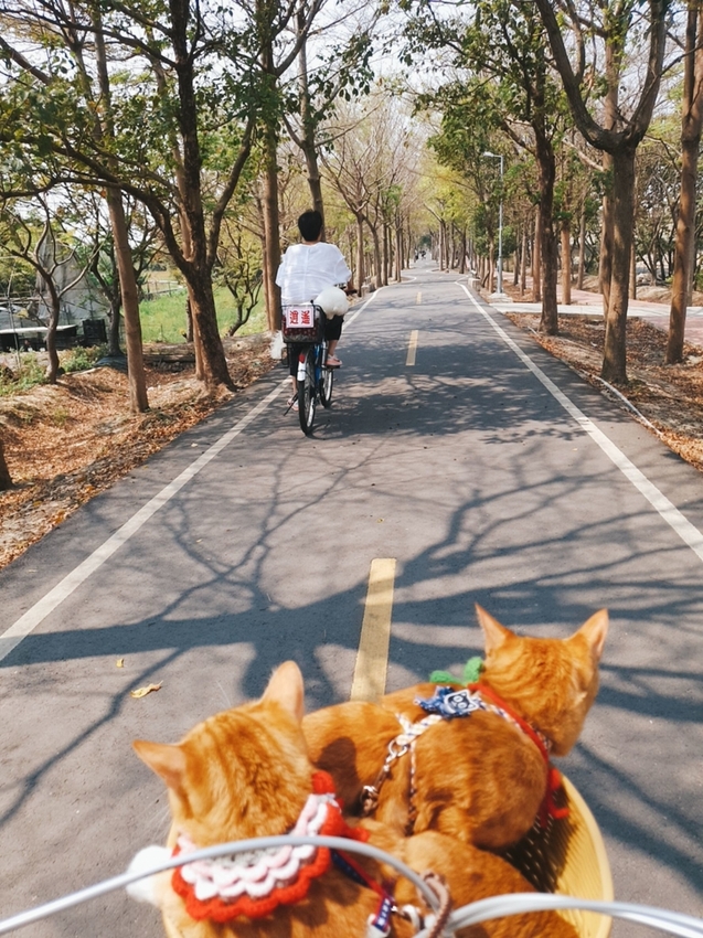 246769.jpg - 【台中.神岡區】潭雅神綠園道自行車。推逍遙鐵馬租車店。有親子車可載中型犬+協力車超好騎上坡都沒問題