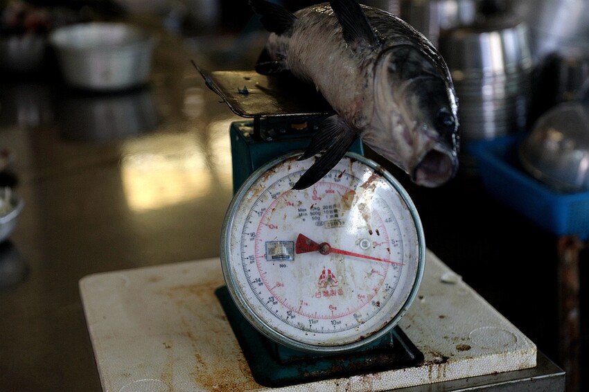 傳承第三代40年石門活魚多吃老店!草魚&烏鰡現撈現烹調|十一份活魚餐廳(桃園大溪美食)