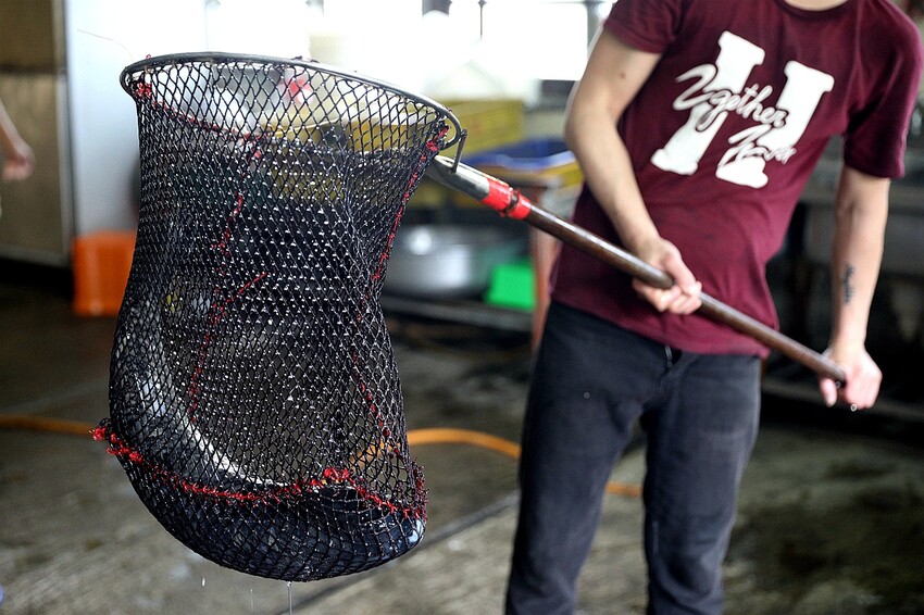 傳承第三代40年石門活魚多吃老店!草魚&烏鰡現撈現烹調|十一份活魚餐廳(桃園大溪美食)