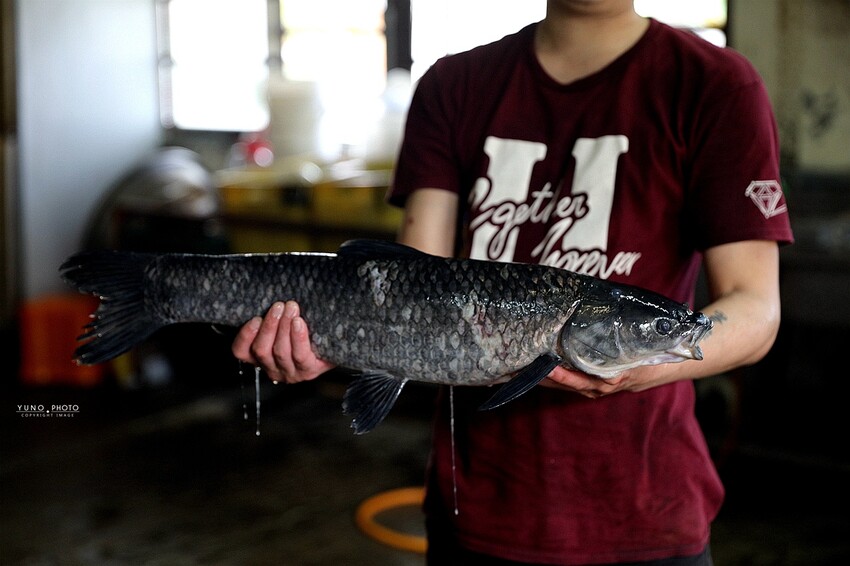 傳承第三代40年石門活魚多吃老店!草魚&烏鰡現撈現烹調|十一份活魚餐廳(桃園大溪美食)