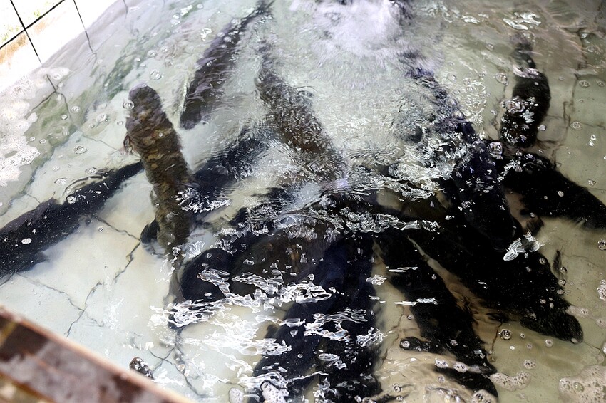 傳承第三代40年石門活魚多吃老店!草魚&烏鰡現撈現烹調|十一份活魚餐廳(桃園大溪美食)