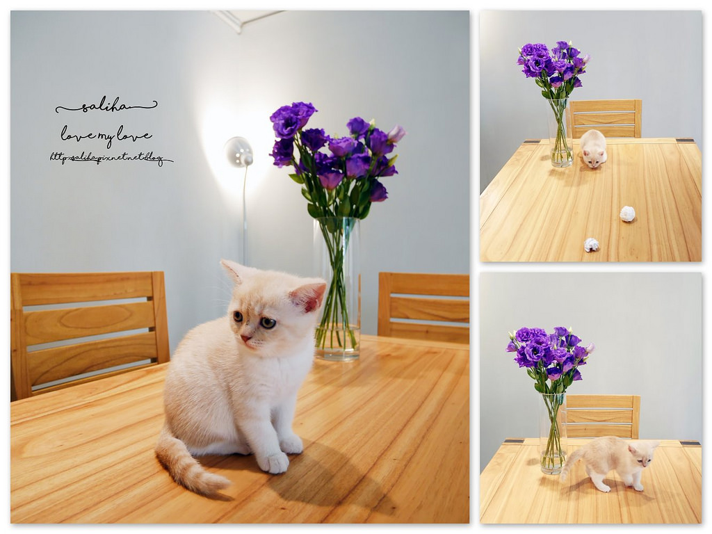 台北大學附近咖啡館推薦白舍 (48)