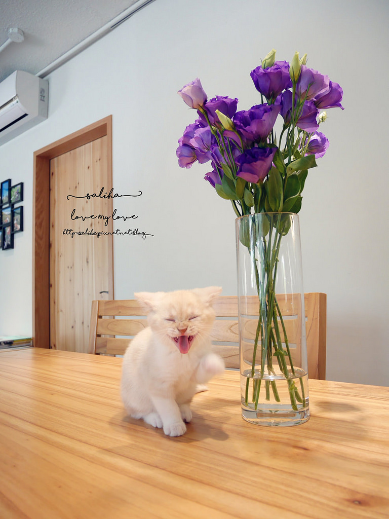 台北中山區貓咪咖啡館推薦白舍