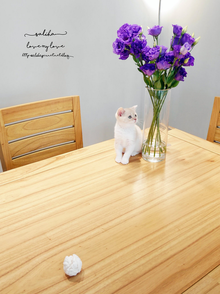 台北大學附近咖啡館推薦白舍 (44)