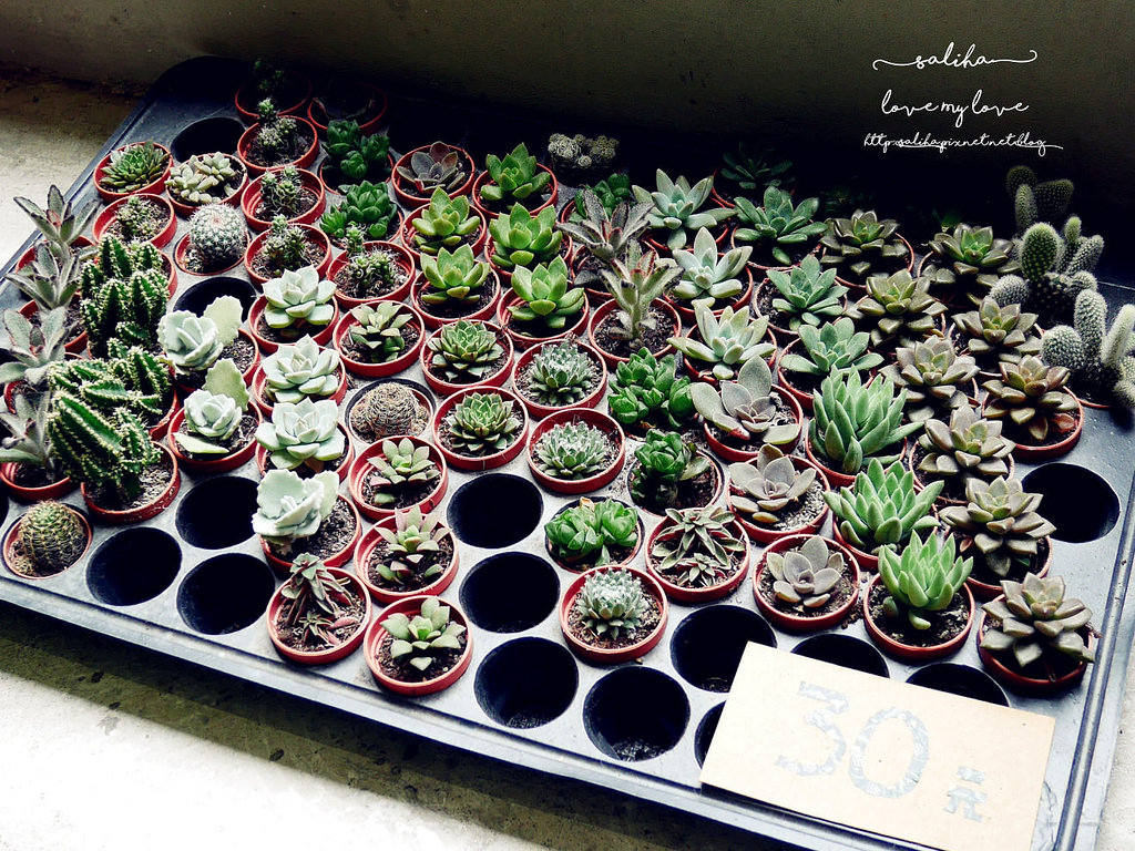 台北大學附近咖啡館推薦白舍 (38)