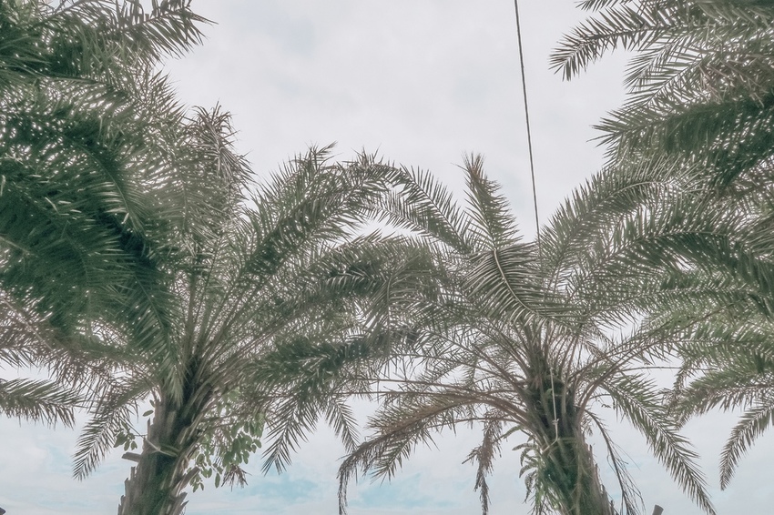 31058320_Unknown.JPG 31058320_Unknown.JPG