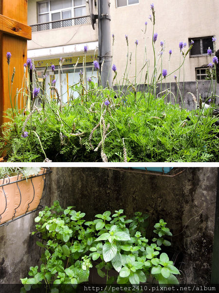 士林舊家咖啡 (28).jpg