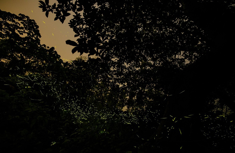 [南投]螢火蟲季 竹山住宿推薦 望際回家 民宿老闆的私房賞螢景點