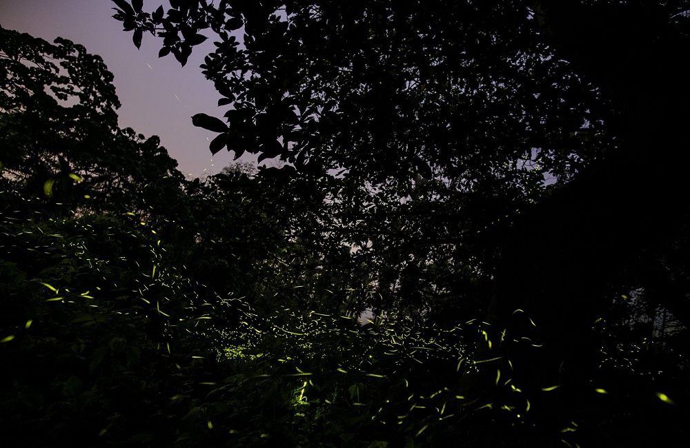 [南投]螢火蟲季 竹山住宿推薦 望際回家 民宿老闆的私房賞螢景點