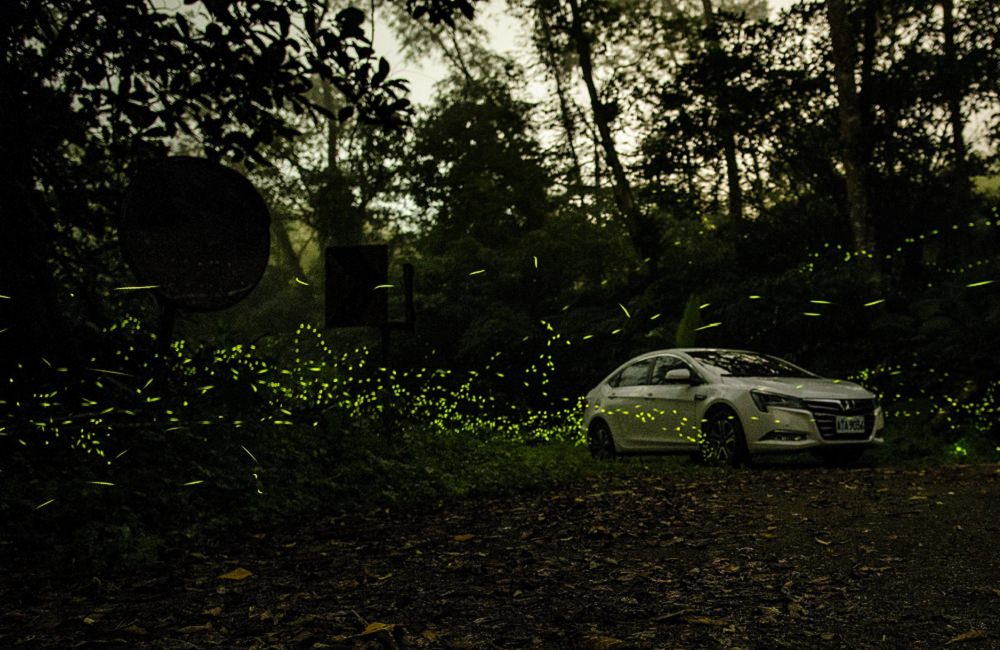 [南投]螢火蟲季 竹山住宿推薦 望際回家 民宿老闆的私房賞螢景點