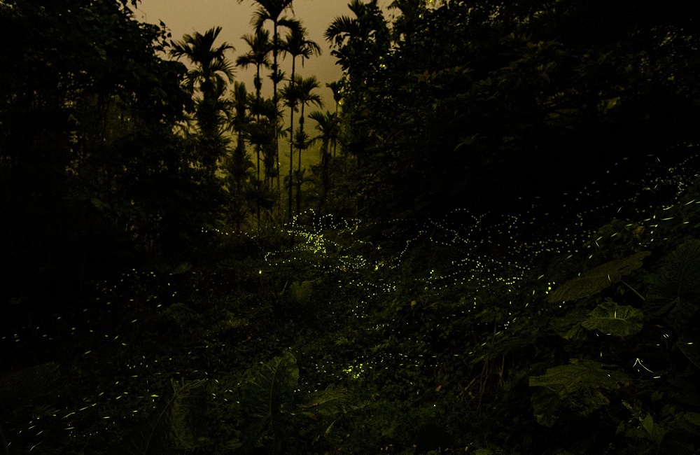 [南投]螢火蟲季 竹山住宿推薦 望際回家 民宿老闆的私房賞螢景點