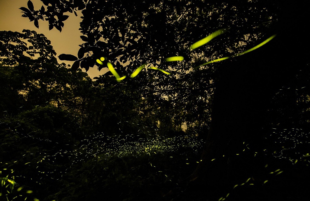 [南投]螢火蟲季 竹山住宿推薦 望際回家 民宿老闆的私房賞螢景點