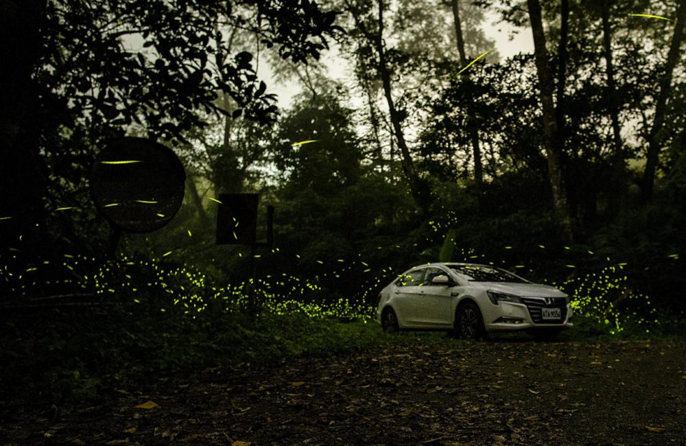 [南投]螢火蟲季 竹山住宿推薦 望際回家 民宿老闆的私房賞螢景點