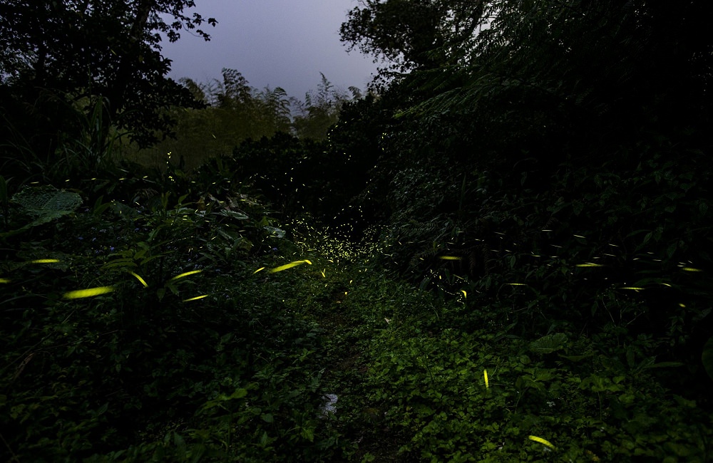 [南投]螢火蟲季 竹山住宿推薦 望際回家 民宿老闆的私房賞螢景點