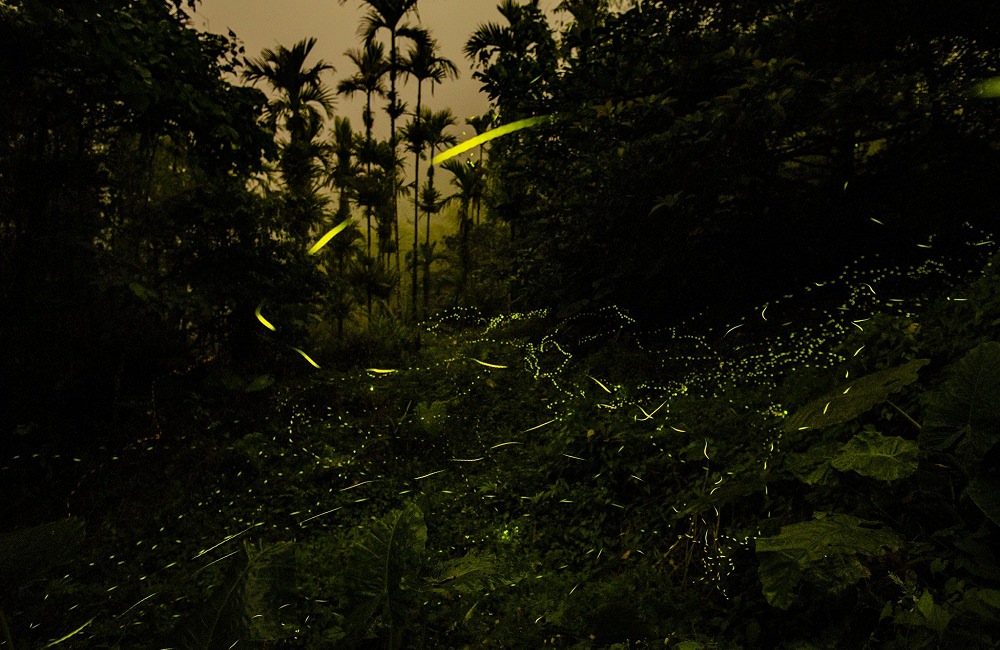 [南投]螢火蟲季 竹山住宿推薦 望際回家 民宿老闆的私房賞螢景點