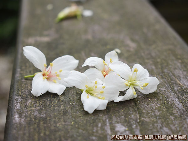 經國梅園18-階梯木欄杆上的落花.JPG
