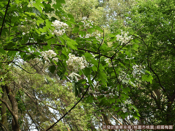 經國梅園13-樹梢上的桐花.JPG