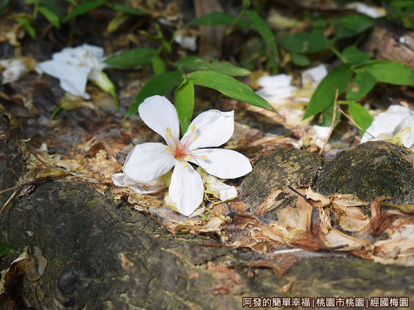 經國梅園11-樹下的落花特寫.JPG