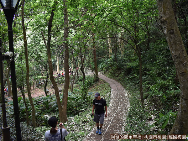 經國梅園20-綠意盎然桐花紛飛的林蔭小徑.JPG