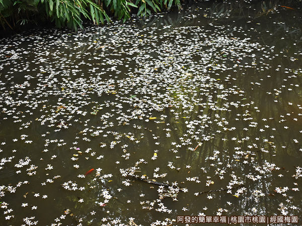 經國梅園07-水池上滿是桐花落花.JPG