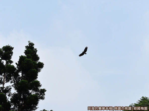 經國梅園22-天上翱翔的老鷹.JPG