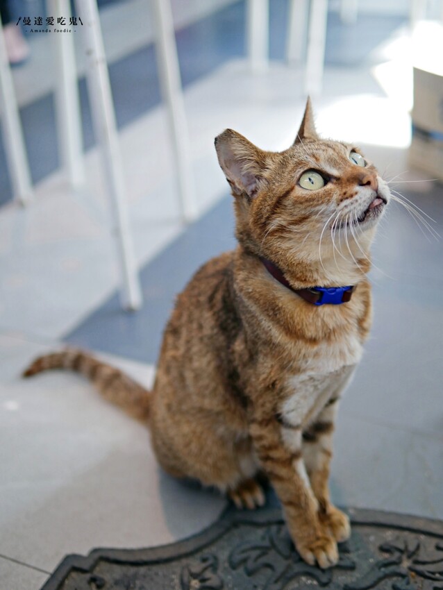 芒果季開跑『小琉球冰箱冰舖』有著滿滿店貓陪伴的療癒系芒果雪花冰吃起來!小琉球美食|小琉球冰店|屏東美食 - 曼達愛吃鬼