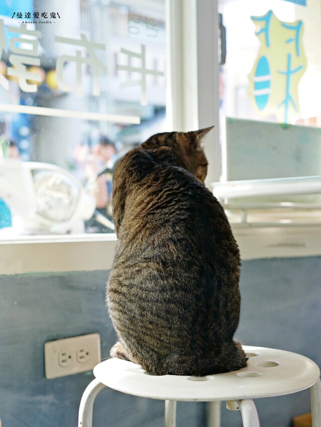 芒果季開跑『小琉球冰箱冰舖』有著滿滿店貓陪伴的療癒系芒果雪花冰吃起來!小琉球美食|小琉球冰店|屏東美食 - 曼達愛吃鬼