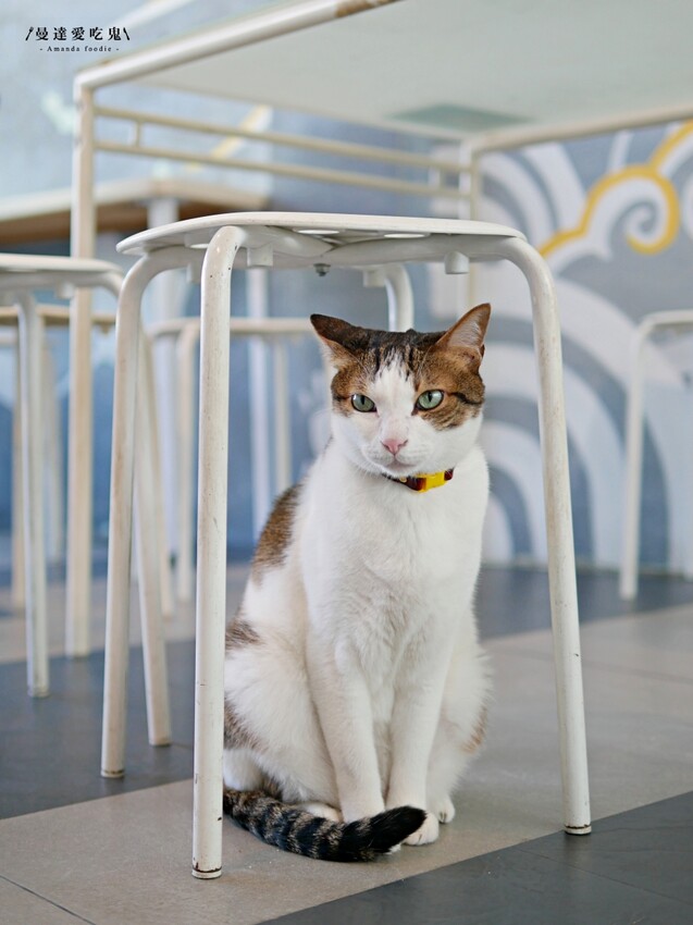 芒果季開跑『小琉球冰箱冰舖』有著滿滿店貓陪伴的療癒系芒果雪花冰吃起來!小琉球美食|小琉球冰店|屏東美食 - 曼達愛吃鬼