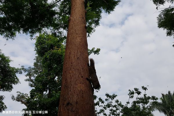 【台北/信義區】五分埔公園