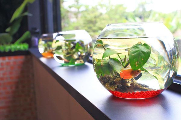 【新竹美食】擺擺桌私廚料理餐廳-1個禮拜只開二天,沒預約可能吃不到的神秘餐廳